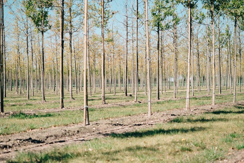 Pošumljavanje - Bio Plant Age - Radovi na zaštiti prirode