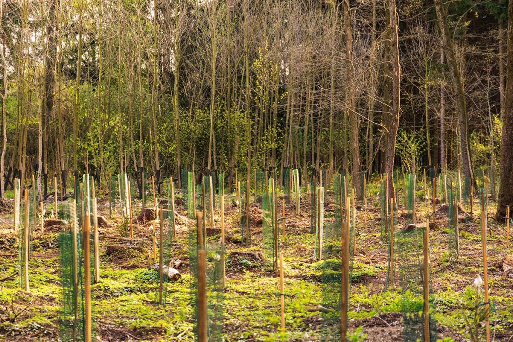 Pošumljavanje - Bio Plant Age - Radovi na zaštiti prirode