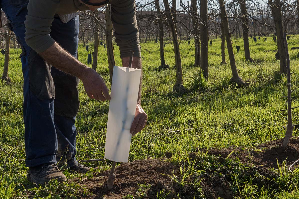 Pošumljavanje - Bio Plant Age - Radovi na zaštiti prirode