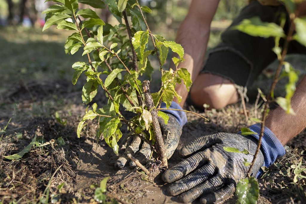 Sadnja - Bio Plant Age - Radovi na zaštiti prirode