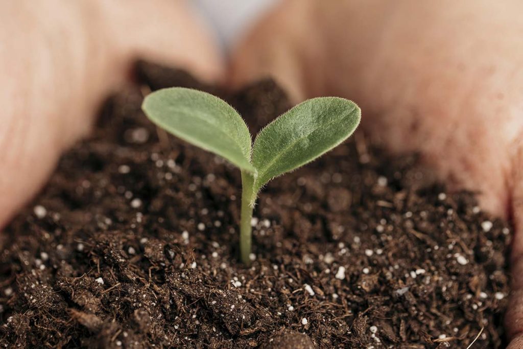 Sadnja - Bio Plant Age - Radovi na zaštiti prirode